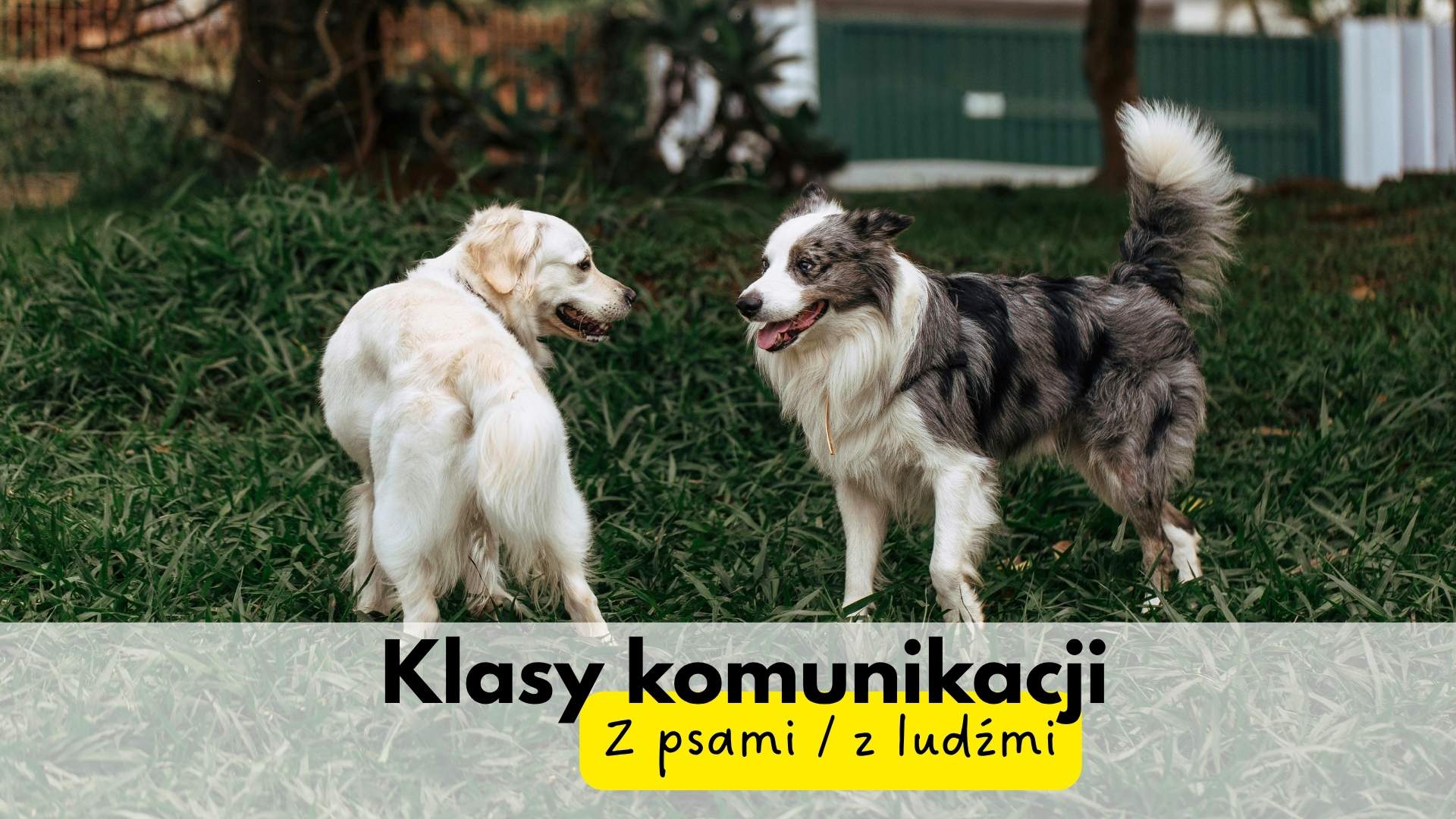 Dwa psy przyglądające się sobie na trawie - grafika zajęć Klasy komunikacji