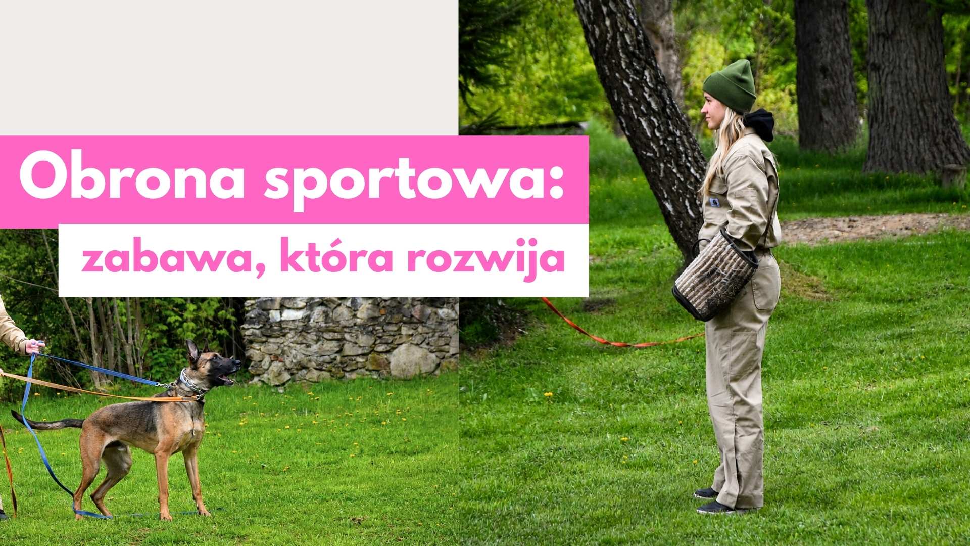 Trenerka i pies rasy owczarek belgijski malinois podczas zajęć z obrony sportowej w lesie