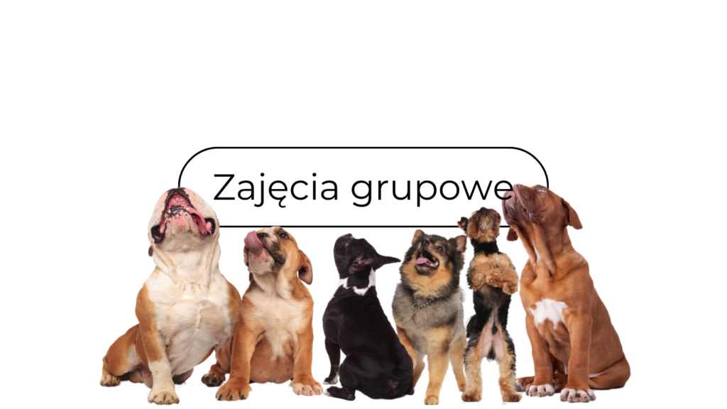 zajęcia grupowe tel