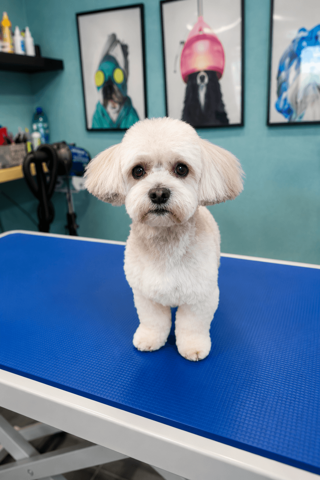 Maltipoo po groomingu