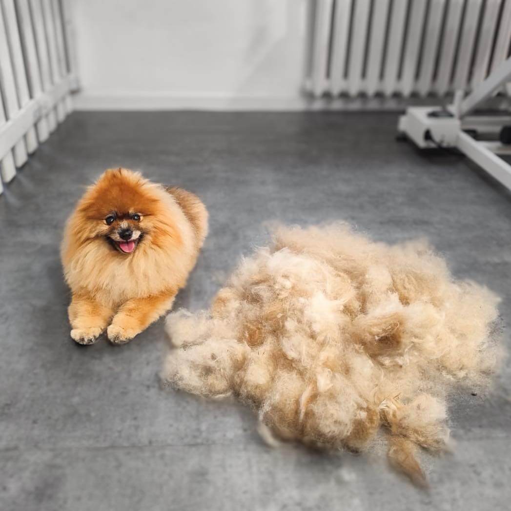 Pomeranian po wyczesaniu