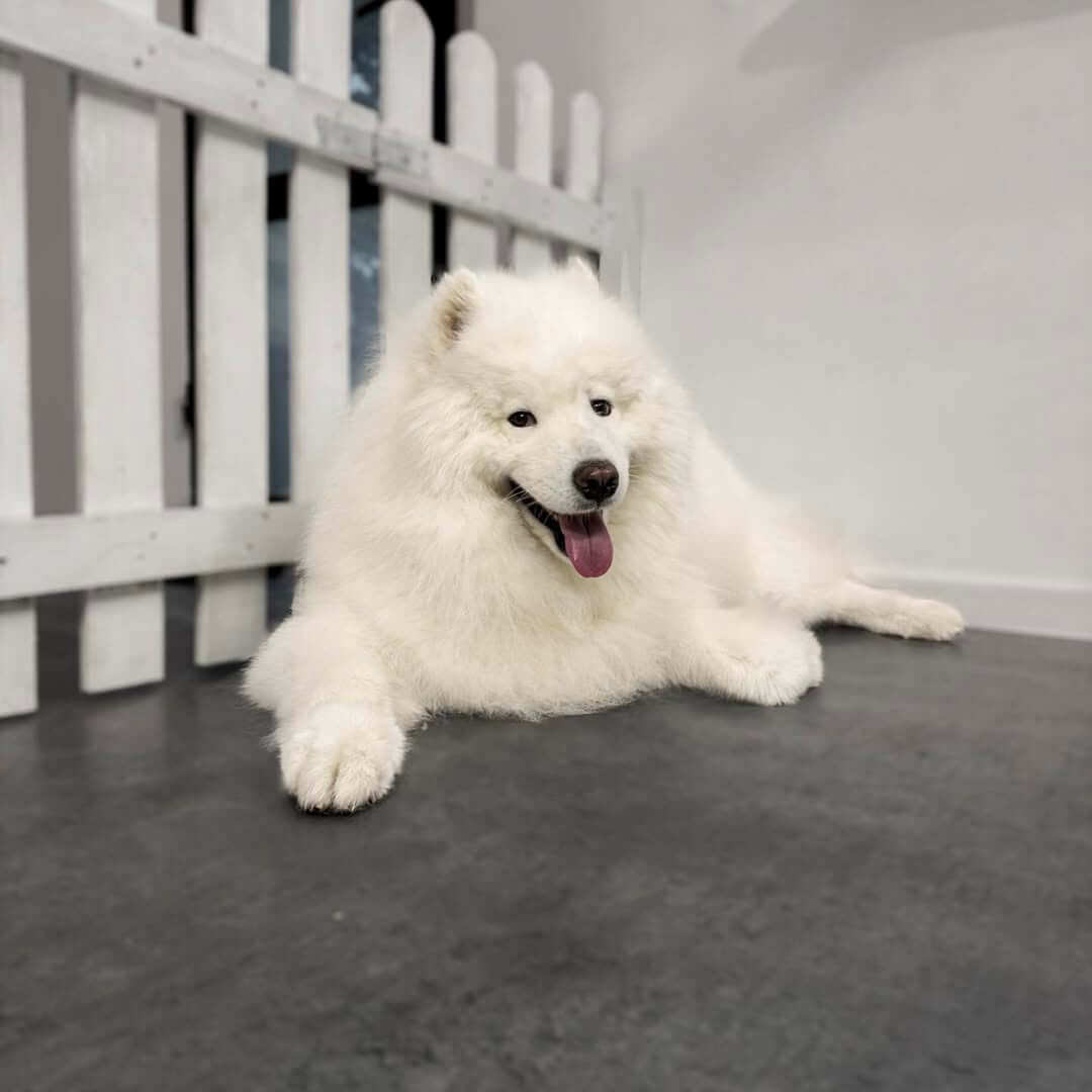 Samojed po wyczesaniu